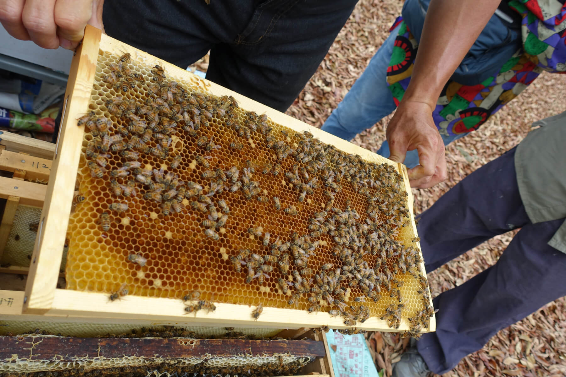 蜂兒舞春風－休閒養蜂與應用